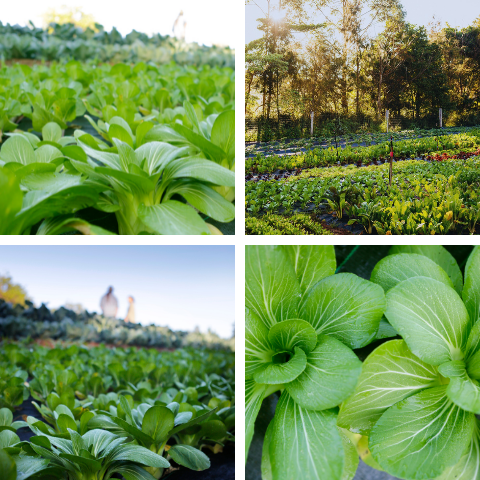 bok choi_bok choy good harvest organic farm grown