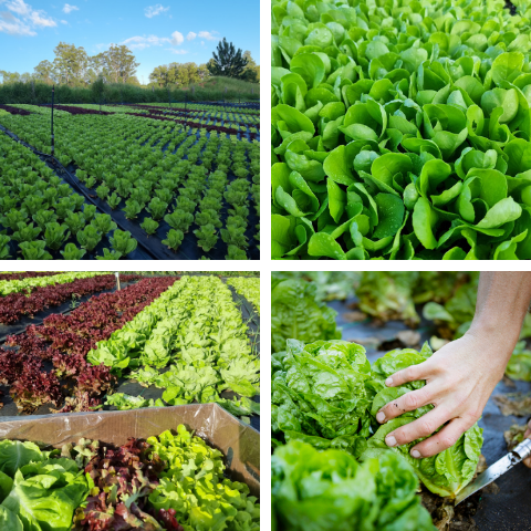 Cos and Salad Mix fields Good Harvest Organic Farm Sunshine Coast