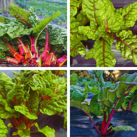 Organic Rainbow Chard_Swiss Chard