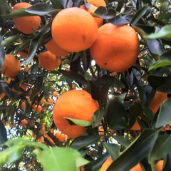 Gayndah spray free mandarins