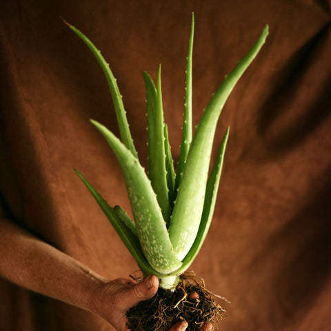 Ayurvedic Herb Aloe Vera for Glowing Skin