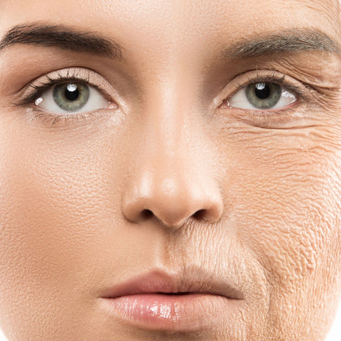 The Science of Skin Aging and Regeneration