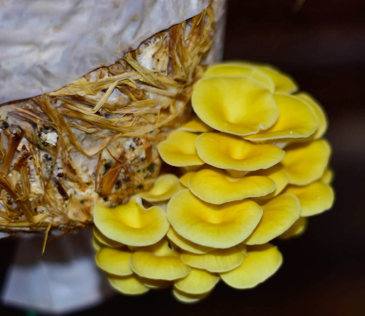 Golden oyster mushrooms growing on a straw-based substrate inside a cultivation bag. The image demonstrates the importance of choosing the correct substrate, such as straw, for optimal growth of golden oyster mushrooms.