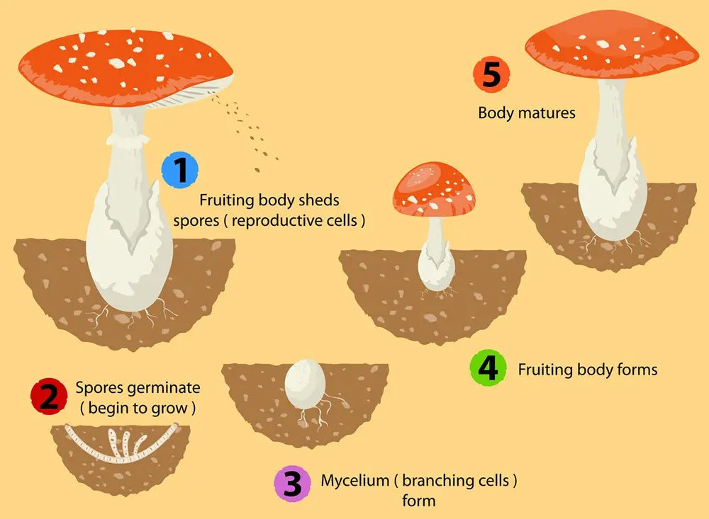 mushroom life cycle