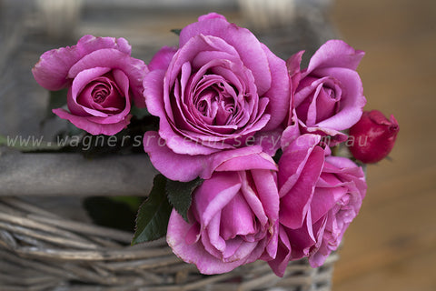 Mauve (bare rooted) | Wagner's Rose Nursery