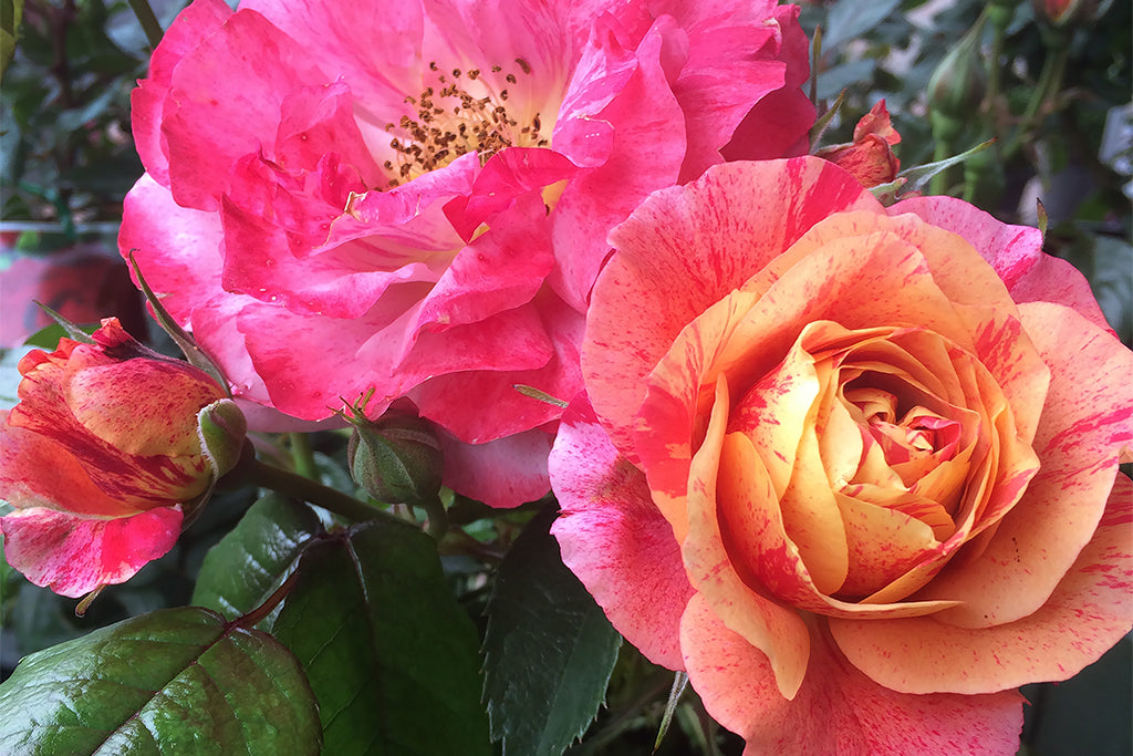 mexican rose climbing plant