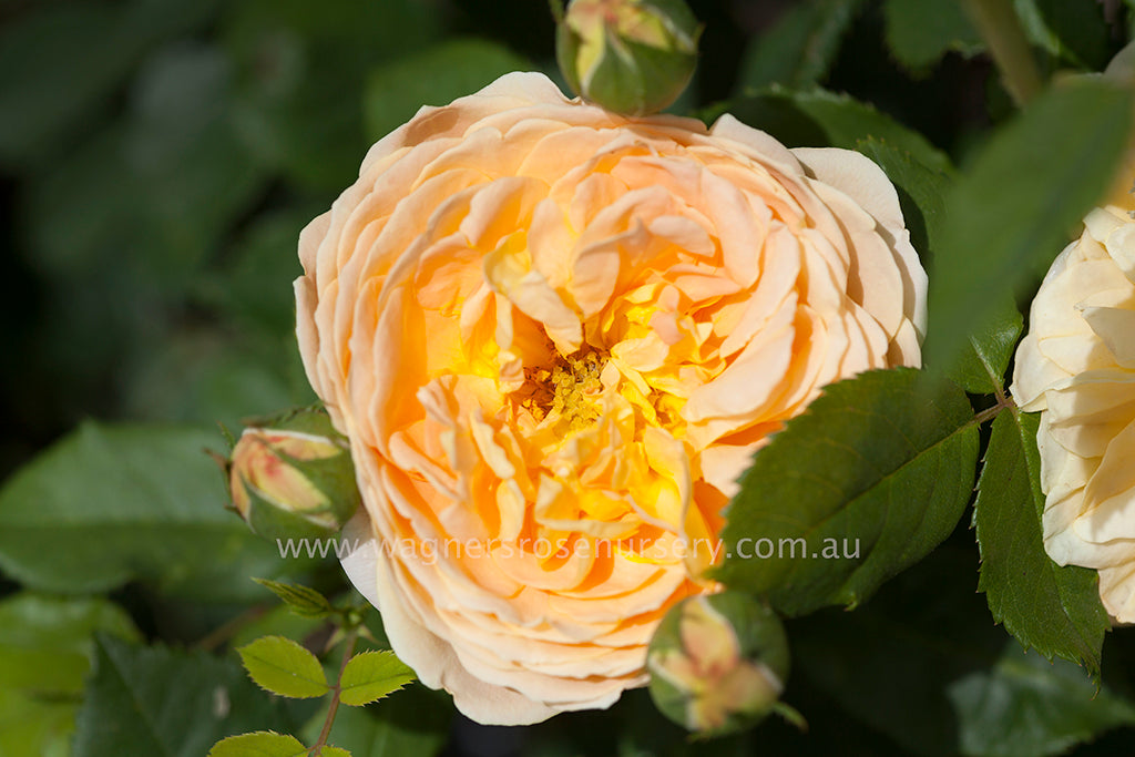 Golden Celebration Ausgold Potted Rose Wagner S Rose Nursery