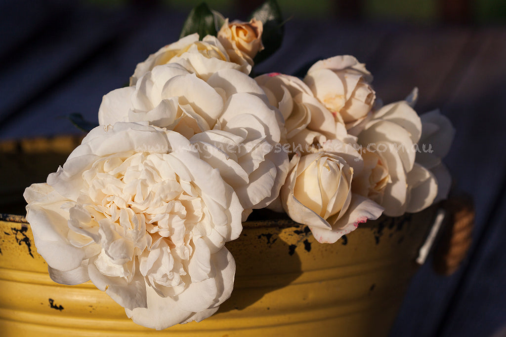 roses in the mouth of a lion