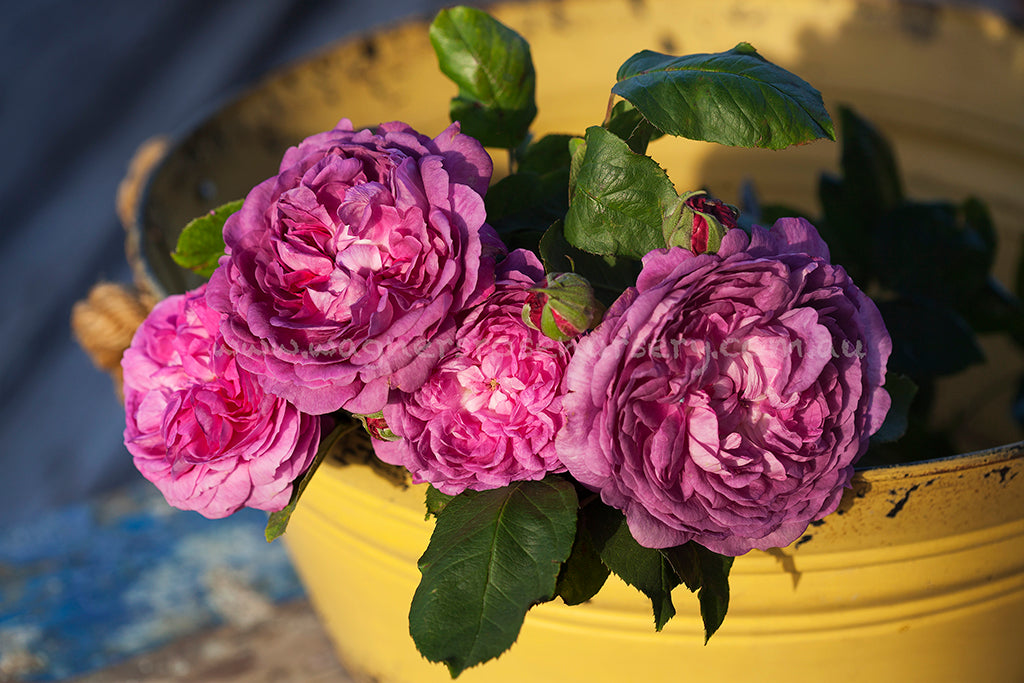 Reine de Violettes - Potted Rose | Wagner's Rose Nursery