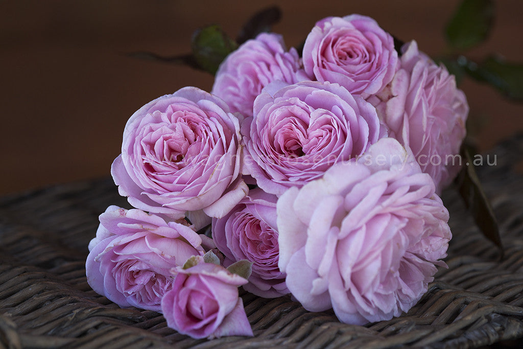 Image of Summer Romance Parfume Rose close up