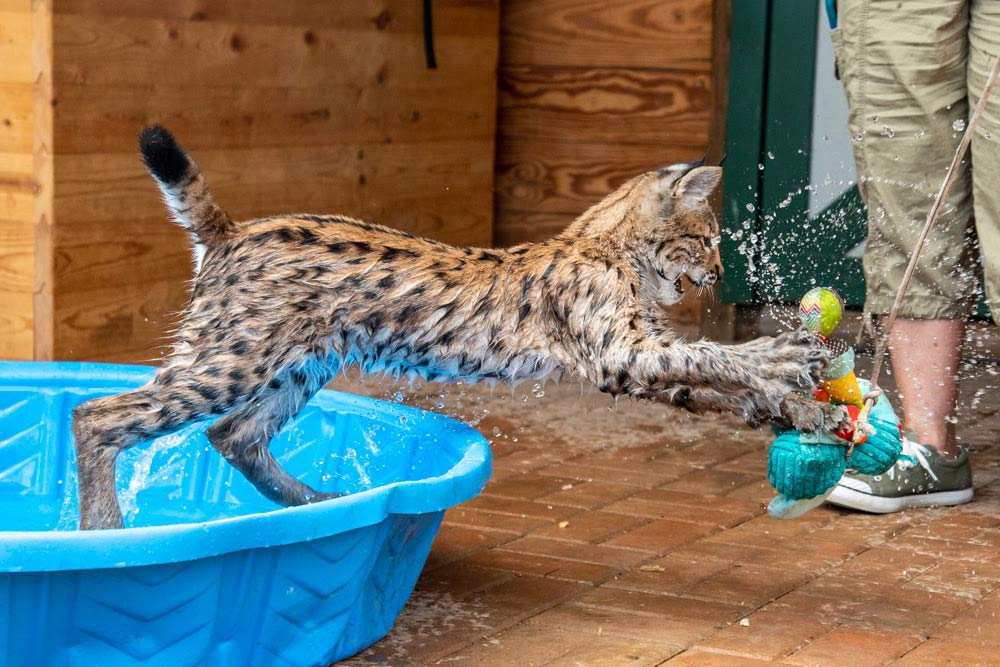 jungle cat playing in a kiddy pool