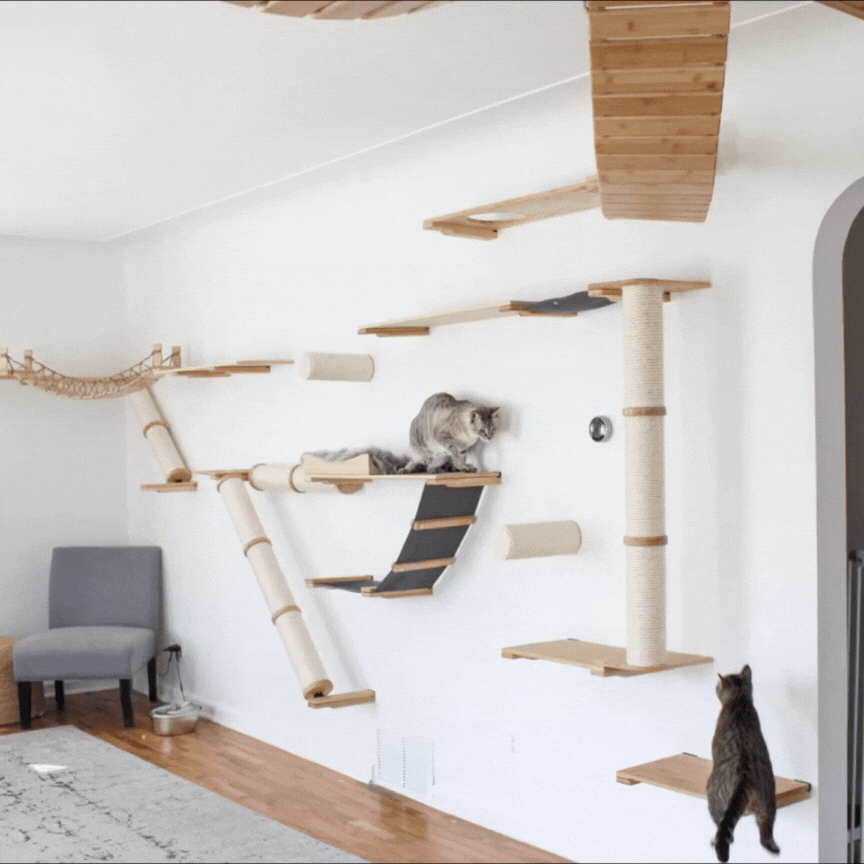 cat jumps around cat wall furniture