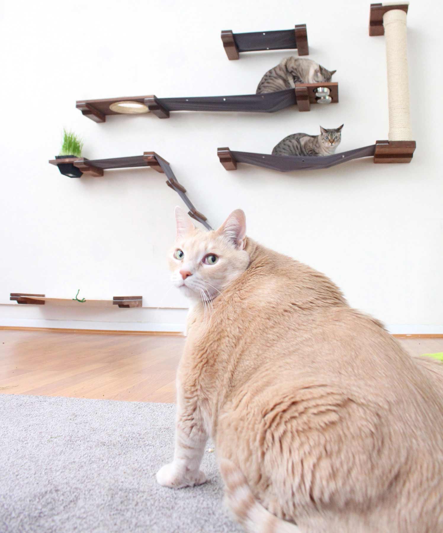 Bronson looking on in envy at cats playing on wall furniture