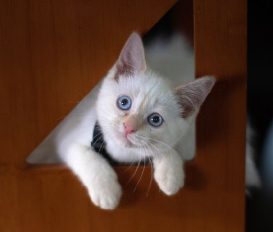 white kitten peeking out of triangle cut out in cat tree