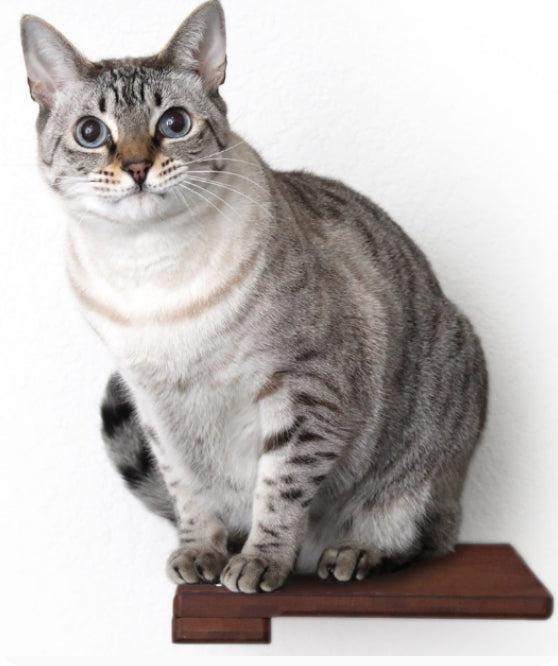 striped cat sitting on english chestnut step shelf