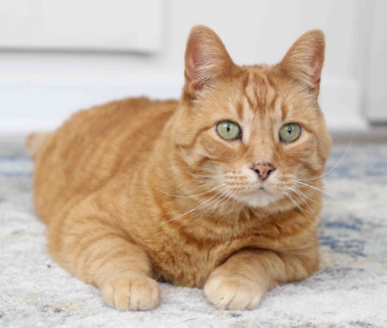 Cat laying on floor