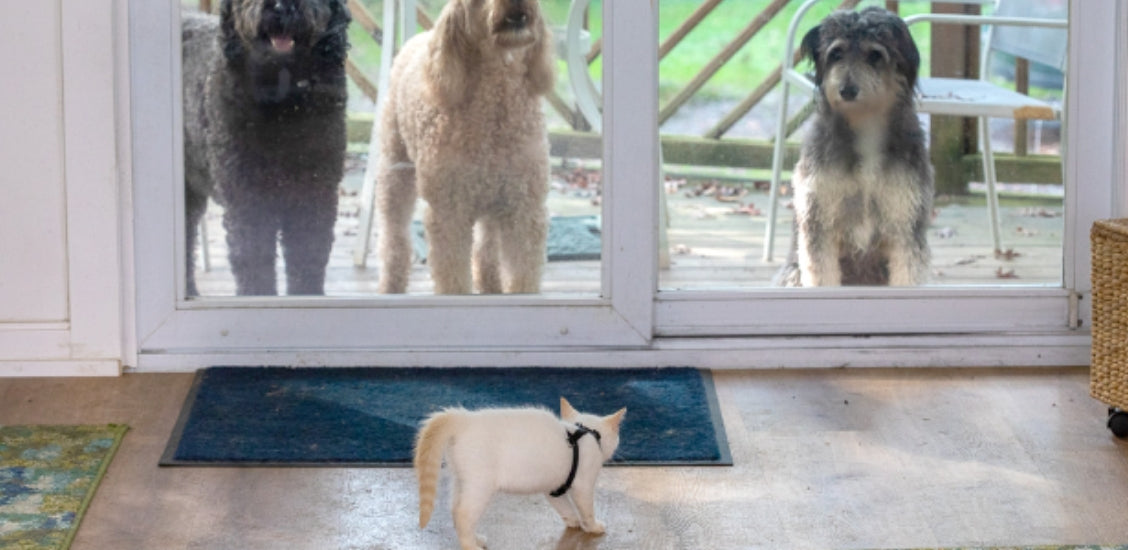 kitten startled at seeing dog outside of slider window