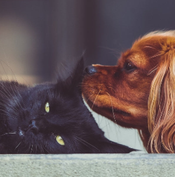 cat laying down while dog sniffs ear
