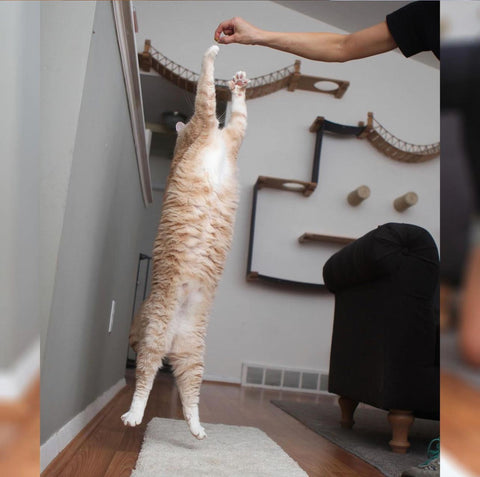 Bronson at a healthy weight jumping for treats