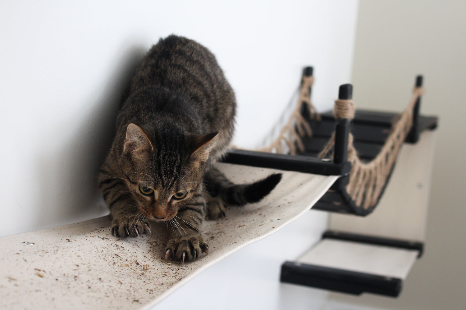 cat scratching cat hammock with catnip