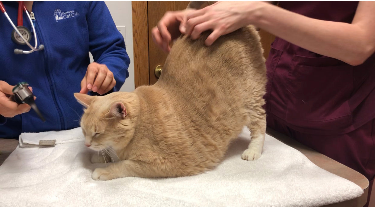 Bronson loving some back scratched from a vet tech