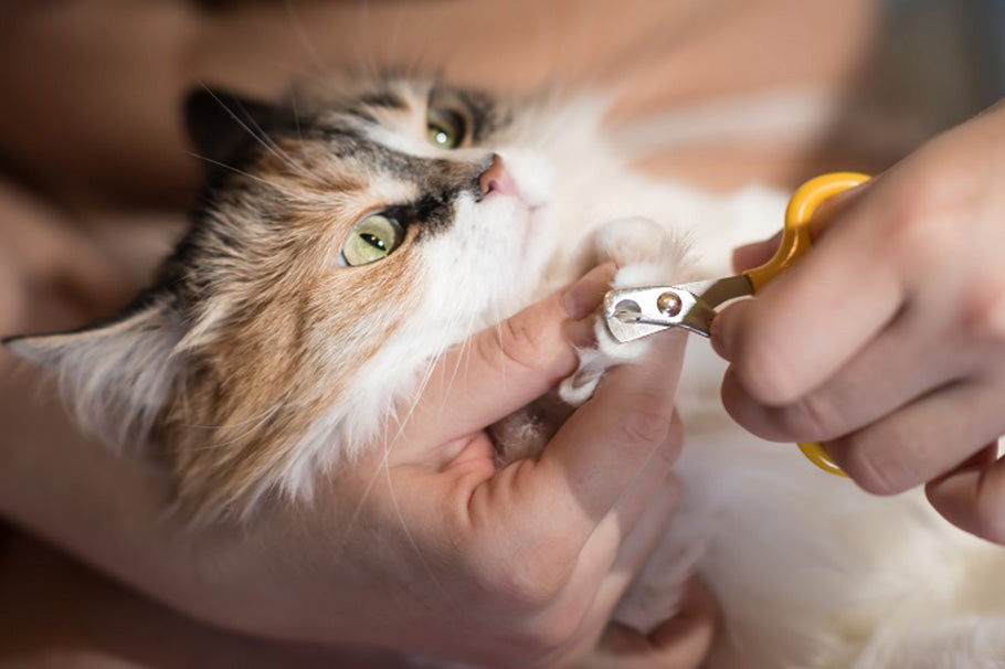 fluffy cat getting their nails clipped