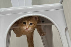 cat hanging under a table