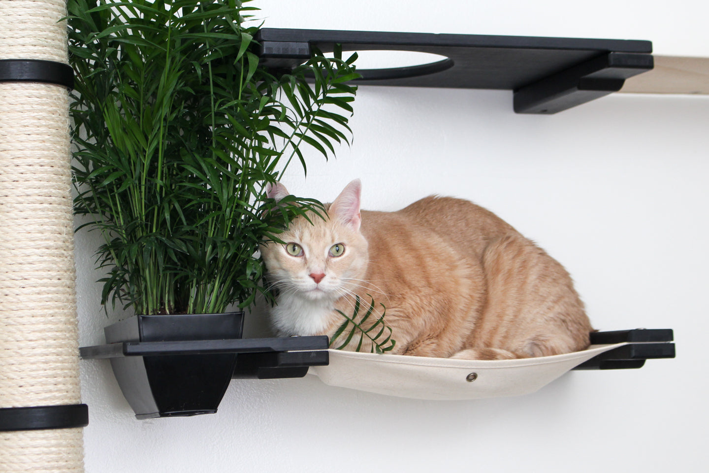 cat curled up on cat hammock with planter