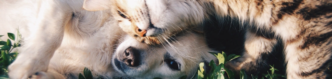 cat and dog snuggling