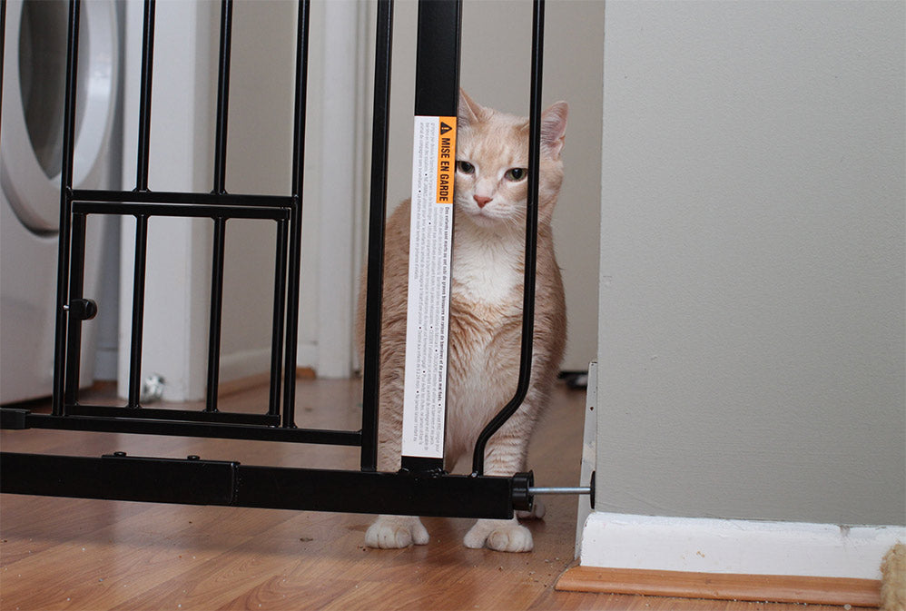 cat looking through gate