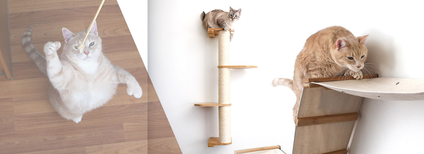 Cats playing on different structures