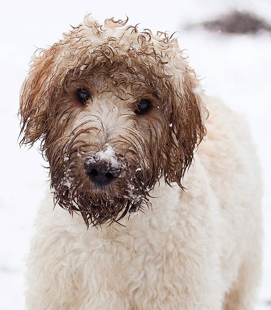 dog in snow