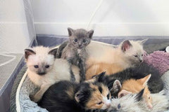 lots of kittens in a plush bed