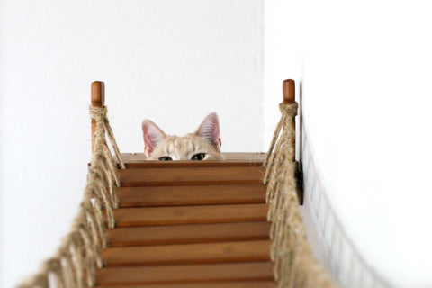 cat peeking over bridge