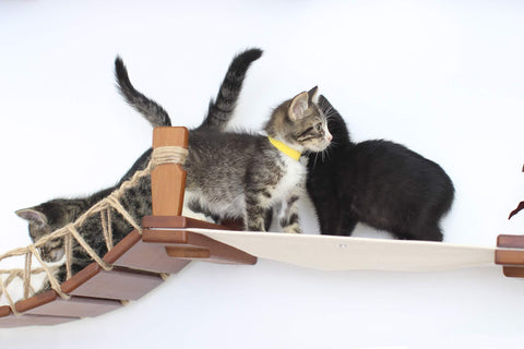 kittens playing on a bridge