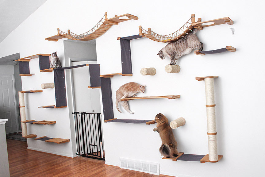 cats on expansive cat wall and cats
