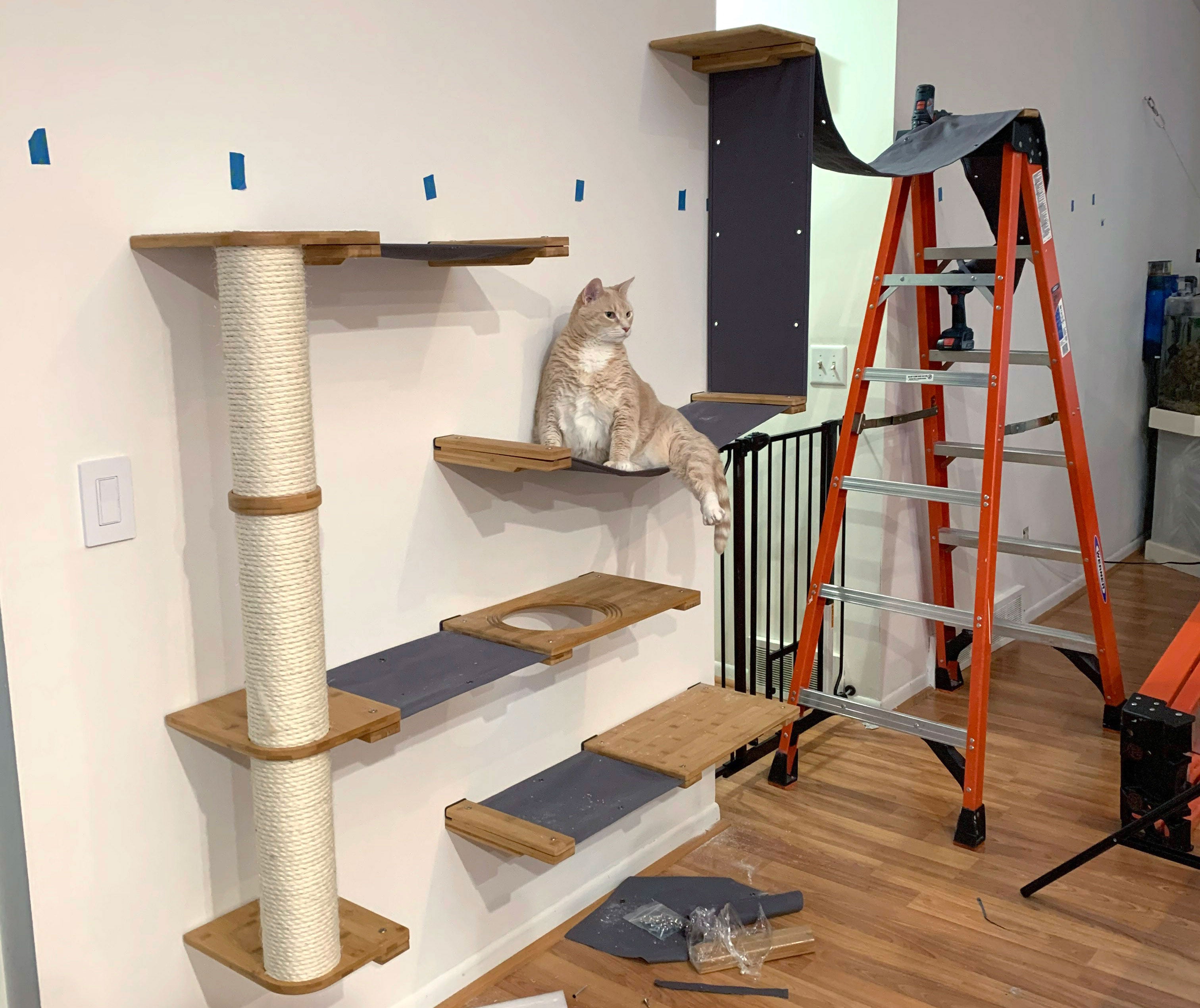 Cat enjoying the cat wall being built even before it is fully installed!