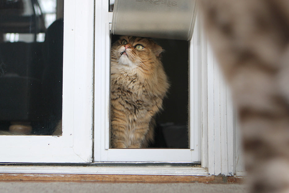 cat looking through window