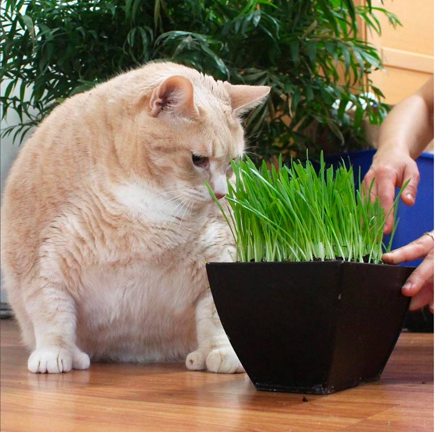 Cat looking at cat grass