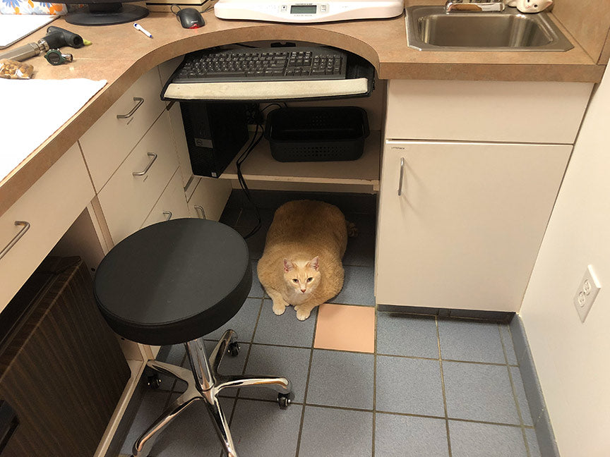 Cat laying on the floor at the vet