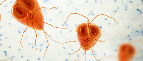 Giardia beaver fever parasite under microscope