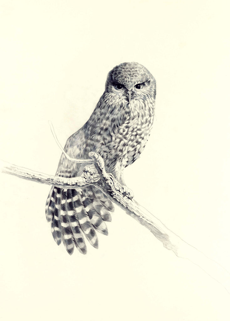 Morepork, black and white – Niels Meyer-Westfeld