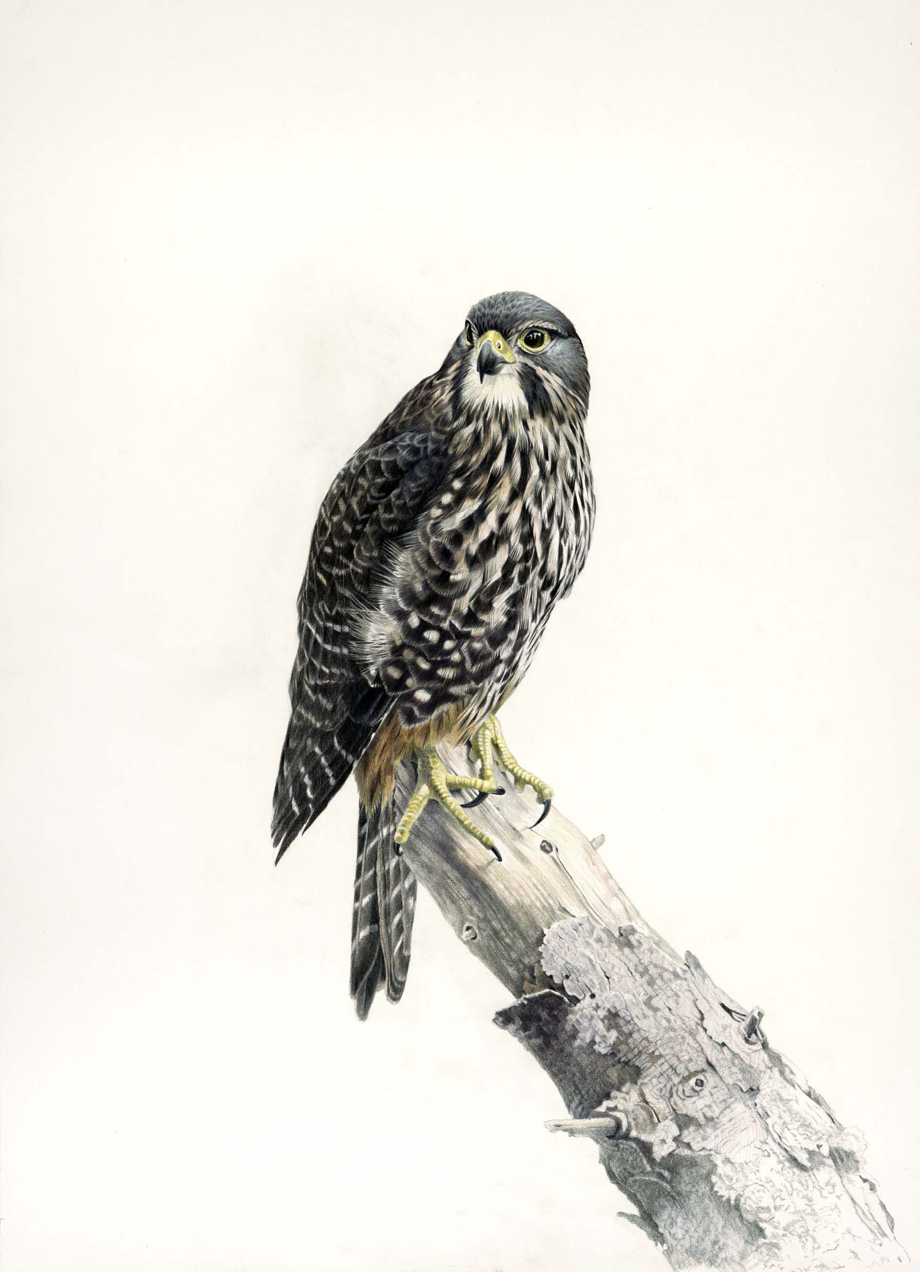 New Zealand Falcon Female Karearea