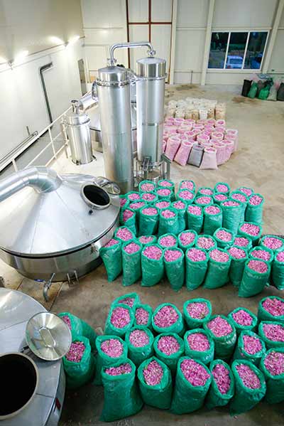 rose steam distillation process - the distillation hall with harvested fresh rose flowers