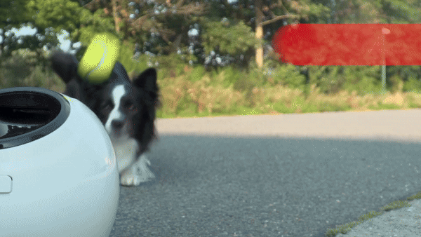 apporteren hond tennisbal
