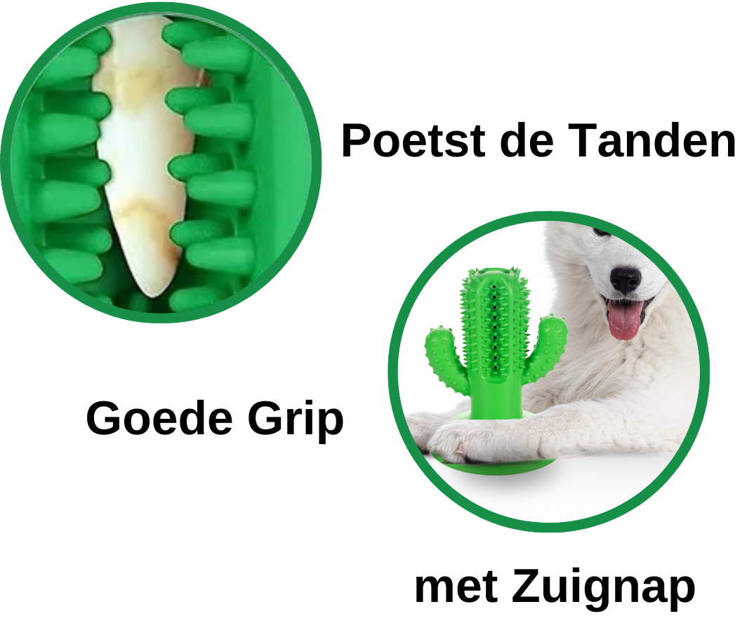 tanden poetsen bij je hond