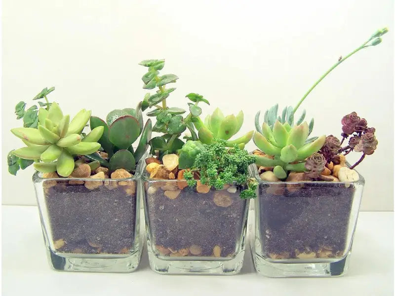 Plants Blog Lightbox Image Feng Shui Plants