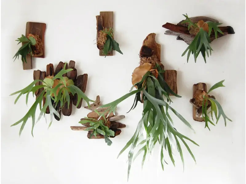 Plants Blog Lightbox Image Staghorn Fern on the Wall
