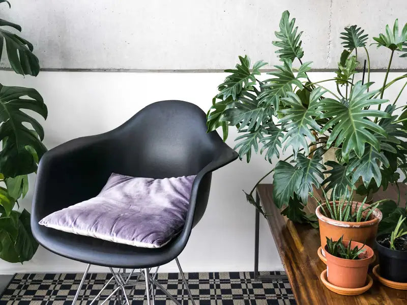 Plants Blog Lightbox Image Cacti and Philodendron