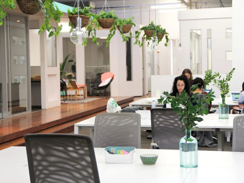 Plants in Office Desk